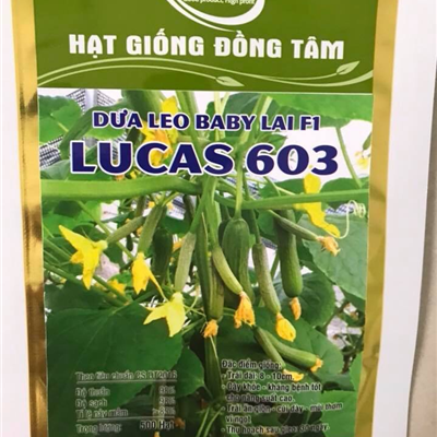 Hạt giống dưa leo Baby F1 Lucas 603